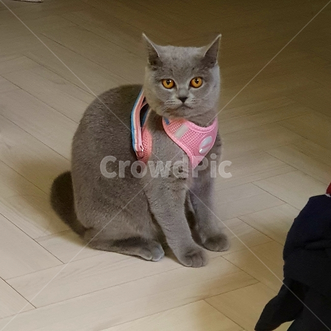 고양이,동물,브리티쉬숏헤어,cat,kitten,britishshorthair