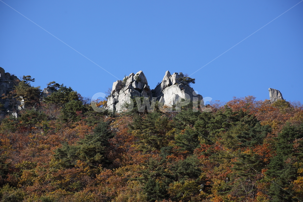 능동산,바위,소나무,mountain,가을,산,가을,계절,fall,autumn,season