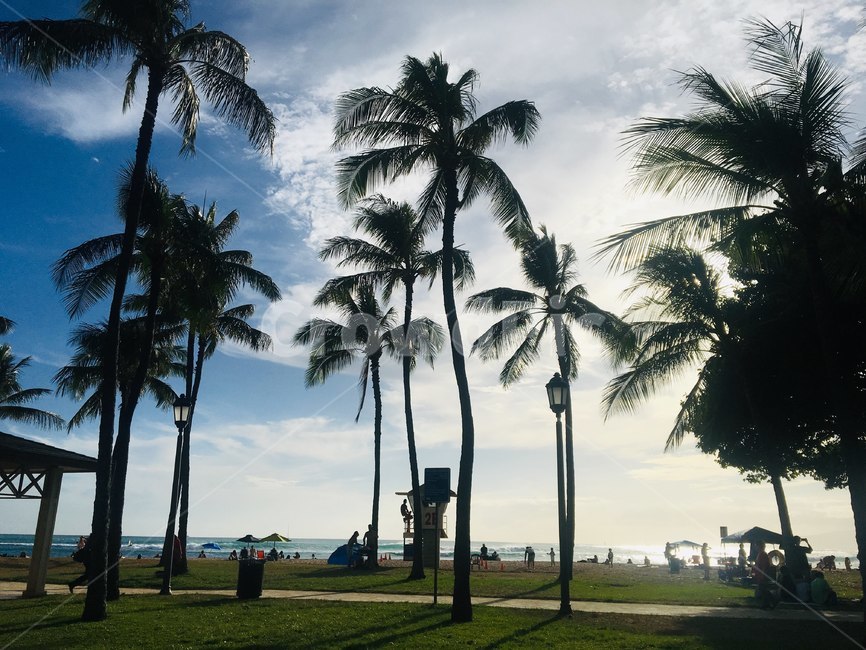 hawaii,usa,해외거리,맑은하늘,하와이,세계,나무,palmtree,하얀구름,sky,sunny,plant,식물,grass,잔디,예쁜배경,초록,여름,휴양지,summer,파란하늘,arecaceae,야자수