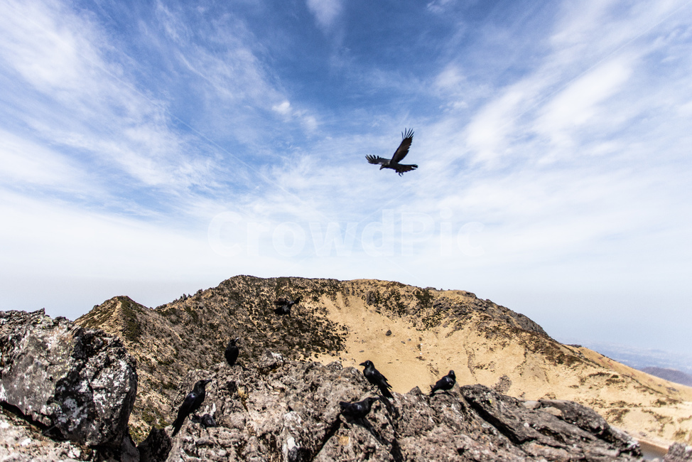 제주도,백록담,한라산,산,새,까마귀,동물,animal,조류,새,birds