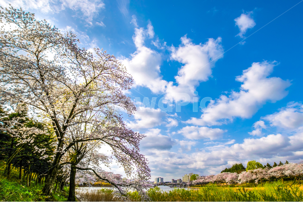 보문단지,벚꽃,봄,꽃,아름다움,경주,봄,계절,spring,season,자연,풍경,nature,landscape,outdoors,옥외