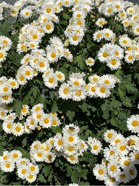 국화,데이지,꽃,식물,plant,daisy,blossom,flower,식물,자연,plants,nature,꽃,flower