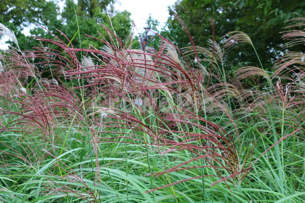 억새,풀,억새풀,식물,자연,들풀,두영,가을,식물,자연,plants,nature