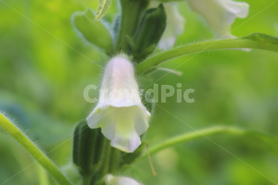 꽃,깨꽃,참깨꽃,식물,깨,참깨,식용작물,자연,호마,지마,향마,식물,자연,plants,nature,꽃,flower