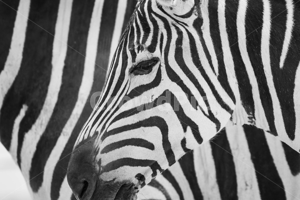 mammal,포유류,zebra,얼룩말,동물,animal,야생생물,wildlife,동물,animal,포유류,mammal