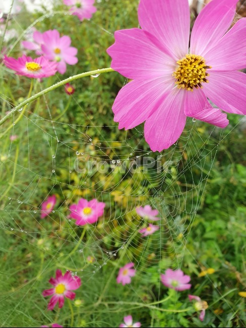 가을,코스모스,한들한들,flower,식물,식물,자연,plants,nature,꽃,flower