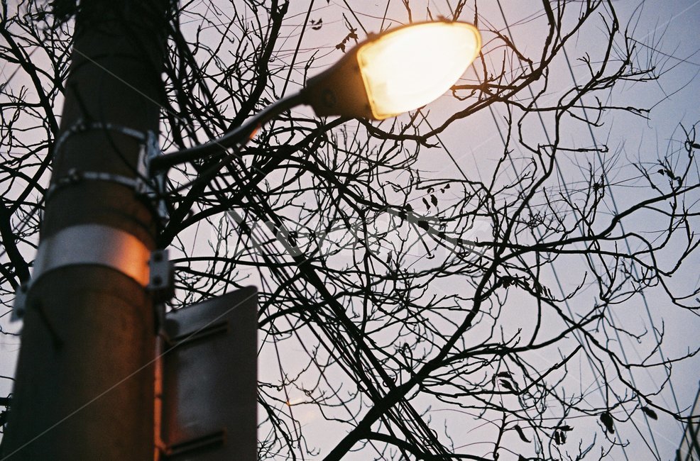 저녁,가로등,불빛,나뭇가지,전봇대,필름,필름사진