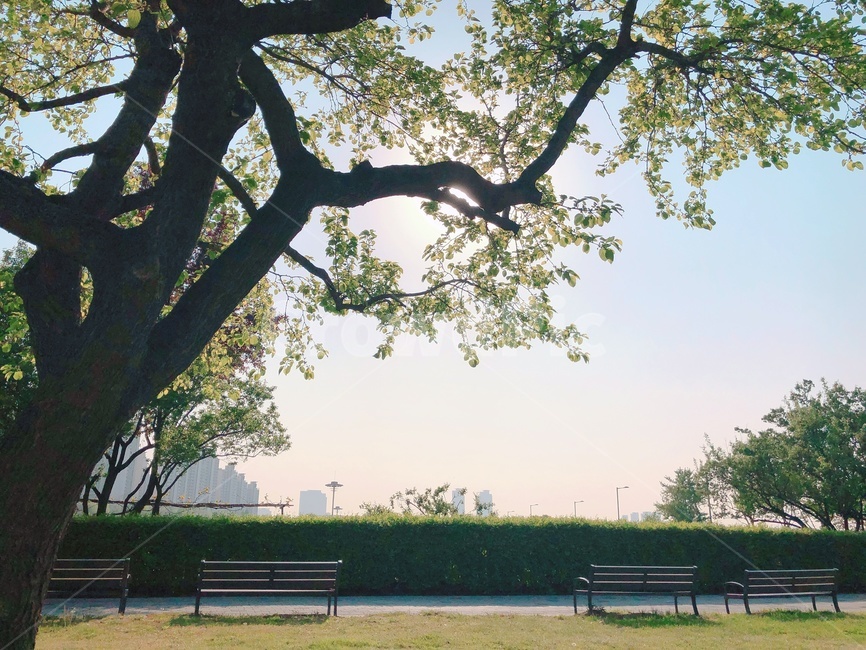 벤치,한강,나무,공원,park,bench,하늘,숲,나들이,sky,맑은,날씨,햇빛,sun,sunshine