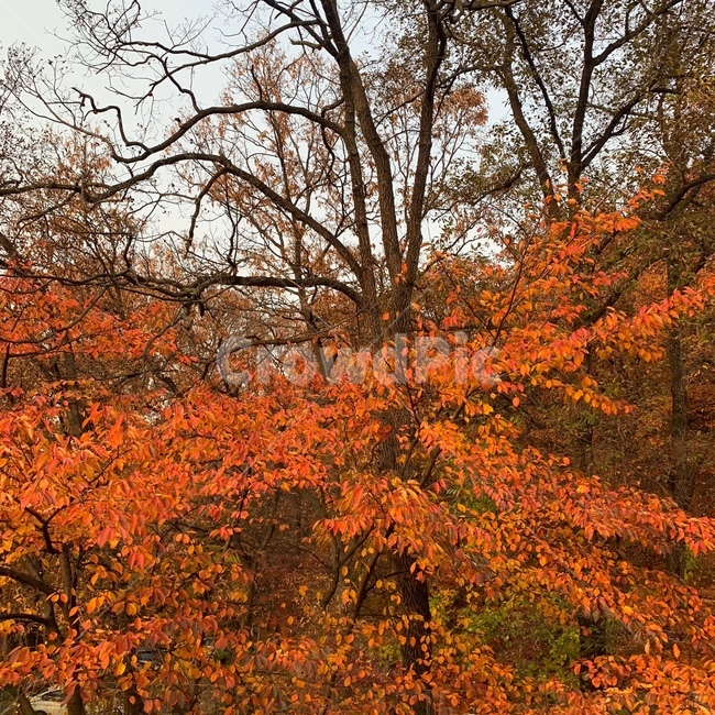 plant,식물,단풍,maple,leaf,나무,tree,잎,가을풍경,풍경