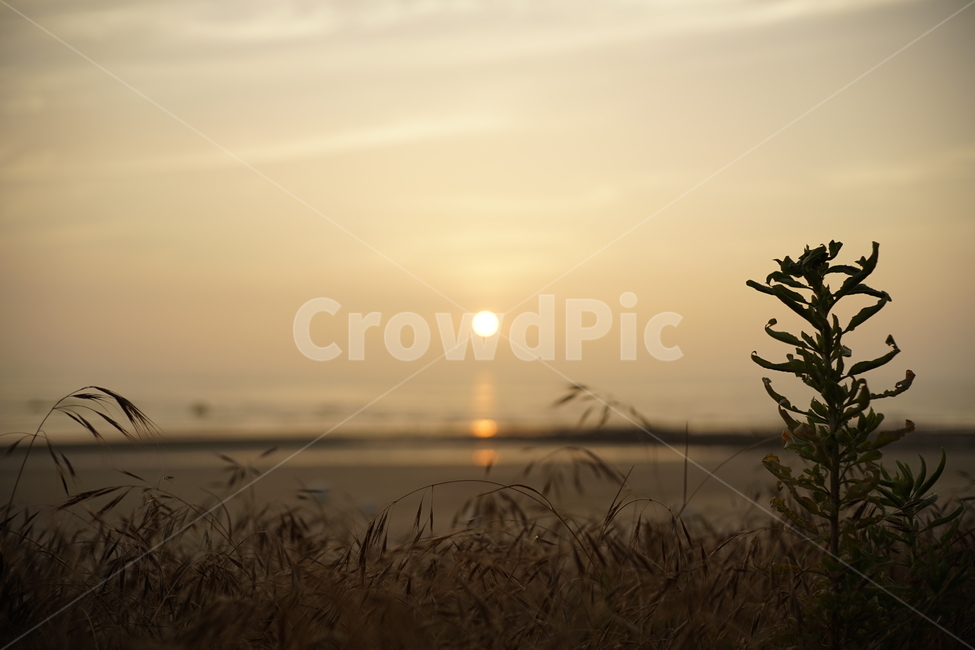 노을,석양,바닷가풍경,수평선,해그림자,자연,풍경,nature,landscape,grass,잔디,plant,식물