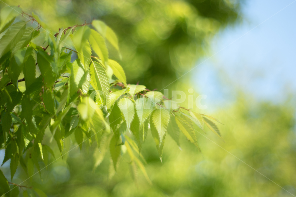 나뭇잎,나무,하늘,초록잎,초록,보케,식물,자연,plants,nature