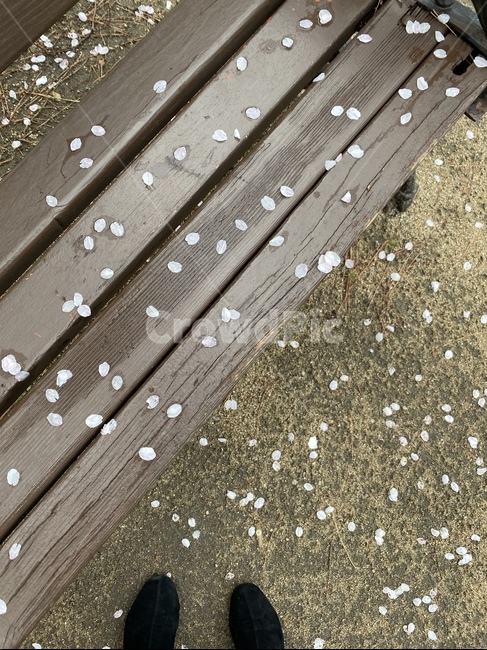 벚꽃,벤치,벚꽃잎,cherryblossom,bench,woodbench,나무벤치,nature,자연