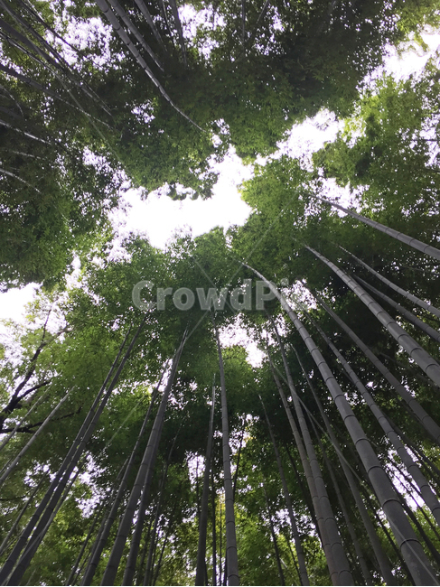 대나무,대나무숲,자연,풍경,봄,초록색,bamboo,forest,tree,nature,landscape