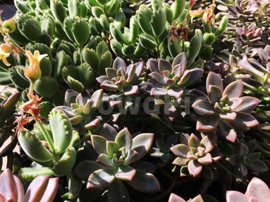 선인장,꽃,꽃밭,따뜻함,햇빛,식물,자연,plants,nature,꽃,flower
