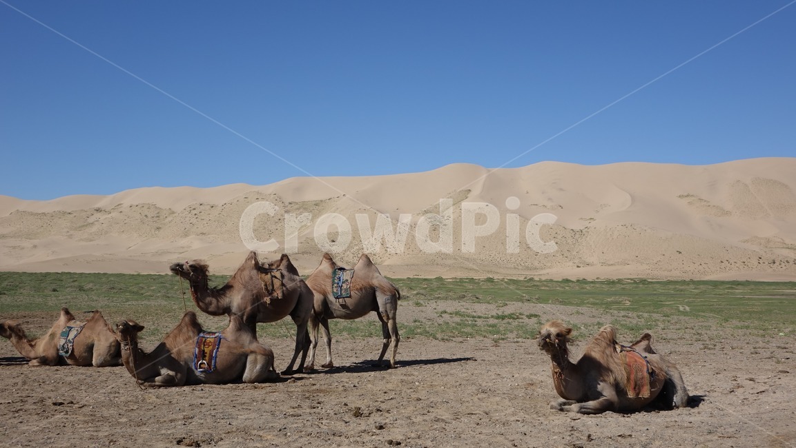 자연,모래,모래언덕,낙타,camel,sand,dune,nature,sky,blue,하늘
