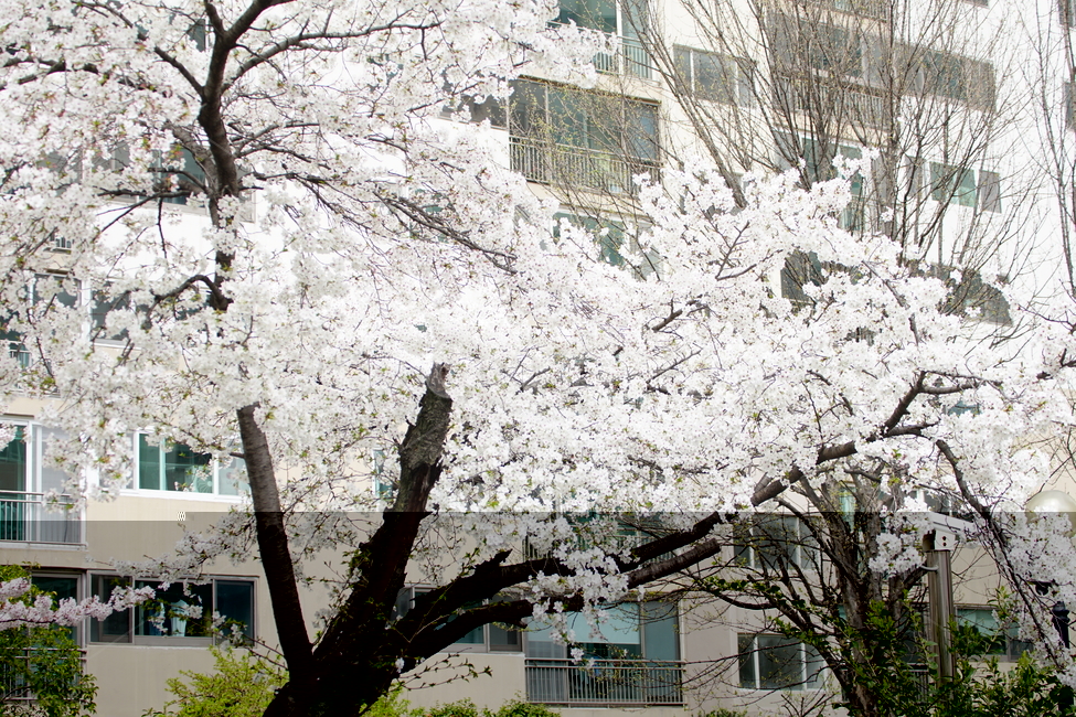 꽃,벚꽃,식물,blossom,flower