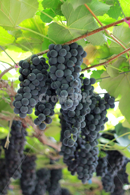 plant,식물,food,음식,fruit,과일,grapes,포도,과일,열매,fruit