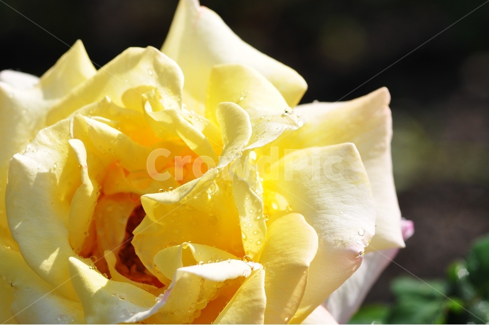 장미,꽃,꽃사진,rose,flower,정열,식물,자연,plants,nature,꽃,flower