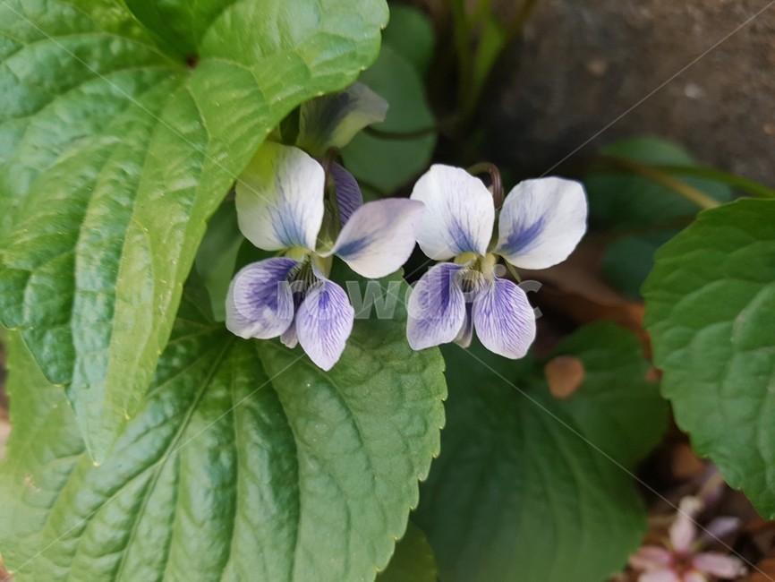 봄,식물,꽃,제비꽃,blossom,plant