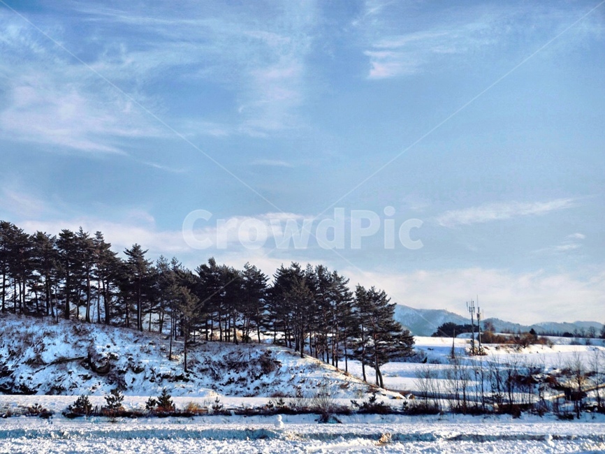 나무,plant,tree,abies,식물,풍경,경치,분위기,겨울,계절,winter,season