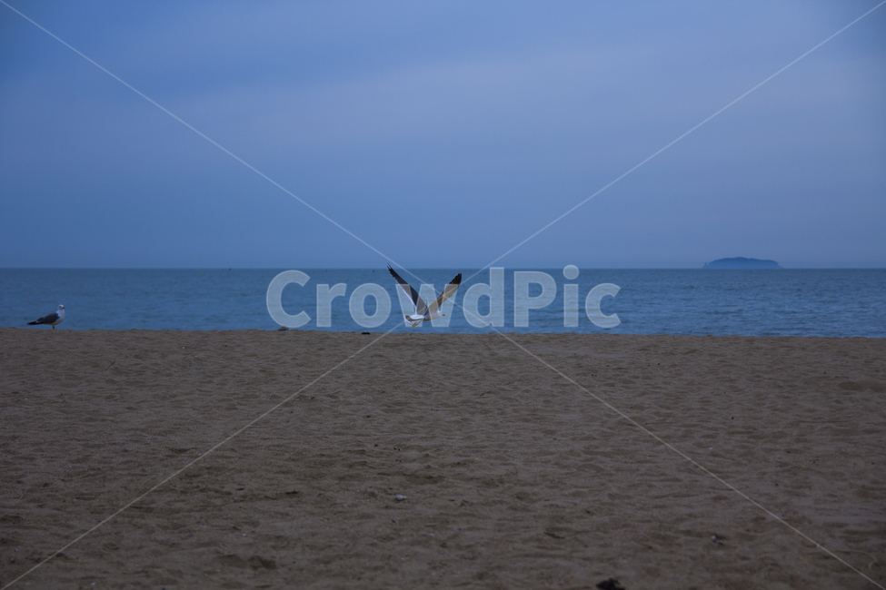 꽃지해수욕장,갈매기,태안갈매기,바다,새,도요목,해변,바다,beach,sea