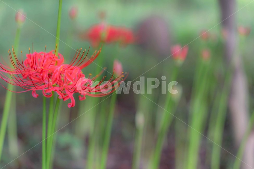 꽃무릇,상사화,가을꽃,꽃,식물,빨간꽃,가을,식물,자연,plants,nature,꽃,flower