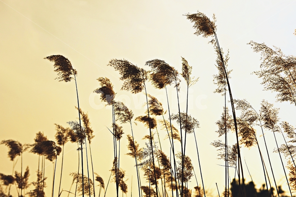 갈대,식물,자연,풍경,배경,풍광,하늘,가을,계절,fall,autumn,season,자연,풍경,nature,landscape,grass,잔디,plant,lawn,reed