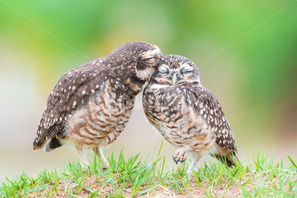 animal,동물,bird,새,가시올빼미,러브,사랑,커플,올빼미,동물,animal,조류,새,birds,연인,커플,사랑,lover,couple