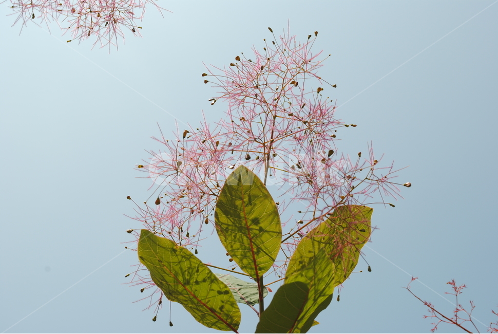 자연,나무,분홍꽃,꽃,하늘,나뭇잎,식물,자연,plants,nature,꽃,flower