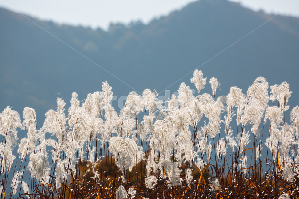 자연,풍경,가을,강변,억새,가을,계절,fall,autumn,season,자연,풍경,nature,landscape,plant,식물,grass,잔디,outdoors,옥외,ice,빙