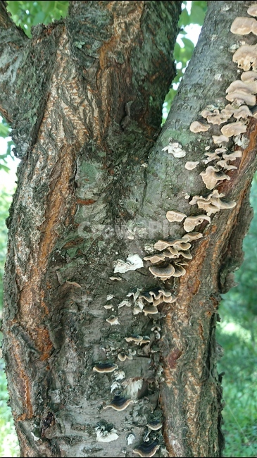 나무,식물,나무결,버섯,나무등치,오래된나무,식물,자연,plants,nature,나무,trees,wood