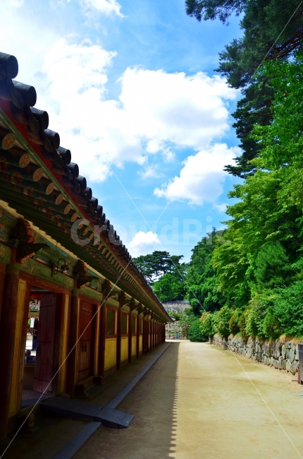 한옥,나무,하늘,구름,기와,푸른,길,하늘색,건축물,건물외관,exterior,building,structure,architecture,construction,한국전통,한국문화,korean traditional,korean culture