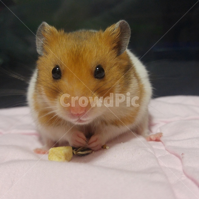 햄스터,골든햄스터,반려동물,애완동물,hamster,pet,goldenhamster,cute,feeding,펫