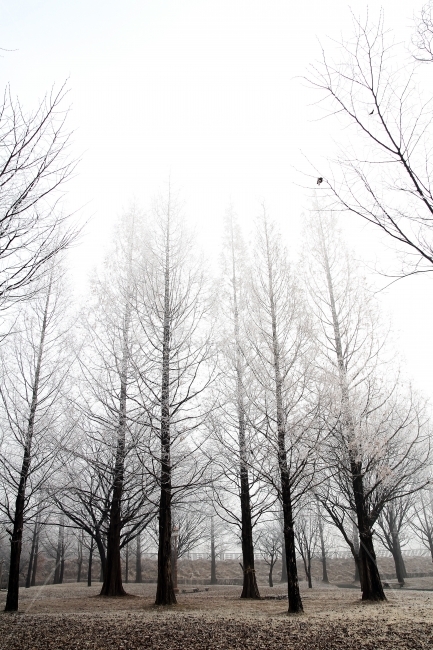 나무,겨울,눈꽃,안개,집중,자연,이미지,배경,메타세콰이어,겨울,계절,winter,season,자연,풍경,nature,landscape,tree,plant,식물,outdoors,옥외