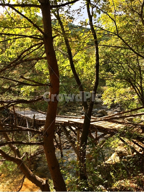나무,산책길,나무다리,자연,풍경,자연,풍경,nature,landscape,land,땅,outdoors,옥외,tree,plant,식물,tree trunk,나무 줄기