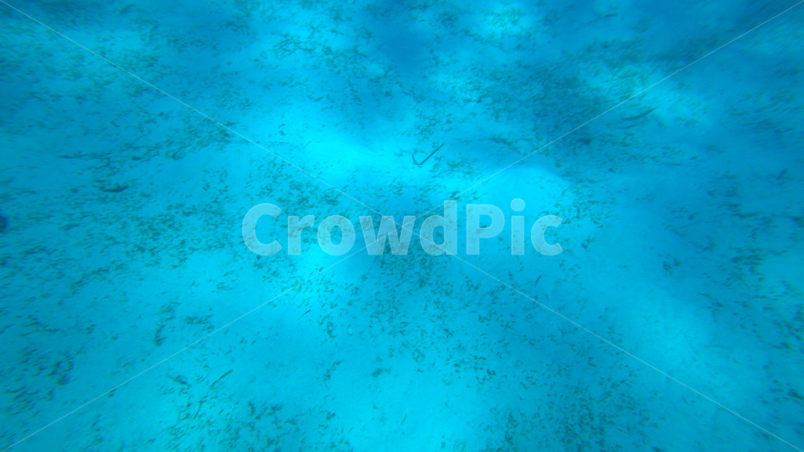 수중,underwater,nature,자연,water,물,scubadiving,스쿠버다이빙