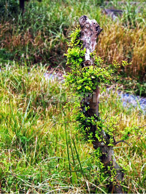 고목,식물,새싹,잎,접목,식물,자연,plants,nature