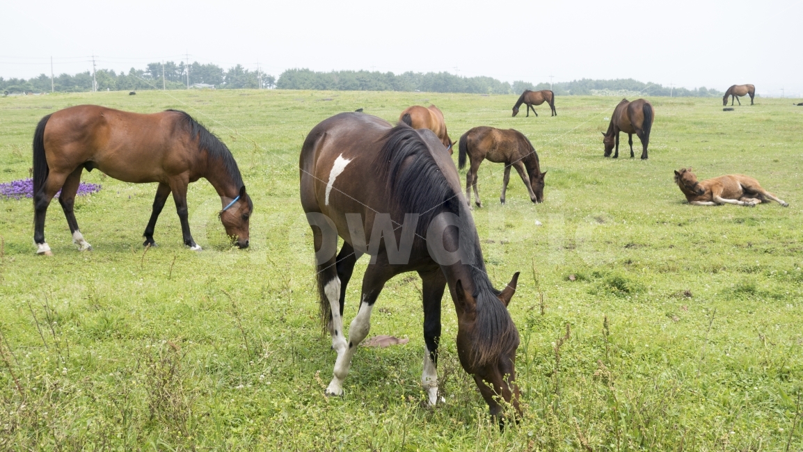 말,목장,풀밭,동물,휴식,농장,평야,평화,자연,horse,grass,animal,rest,healing,farm,peace,nature,여유,평지,초록,녹색,야생,동물,animal,포유류,mammal,산업,industry,industrial,목축업,목장,livestock farming,ranching,pasture