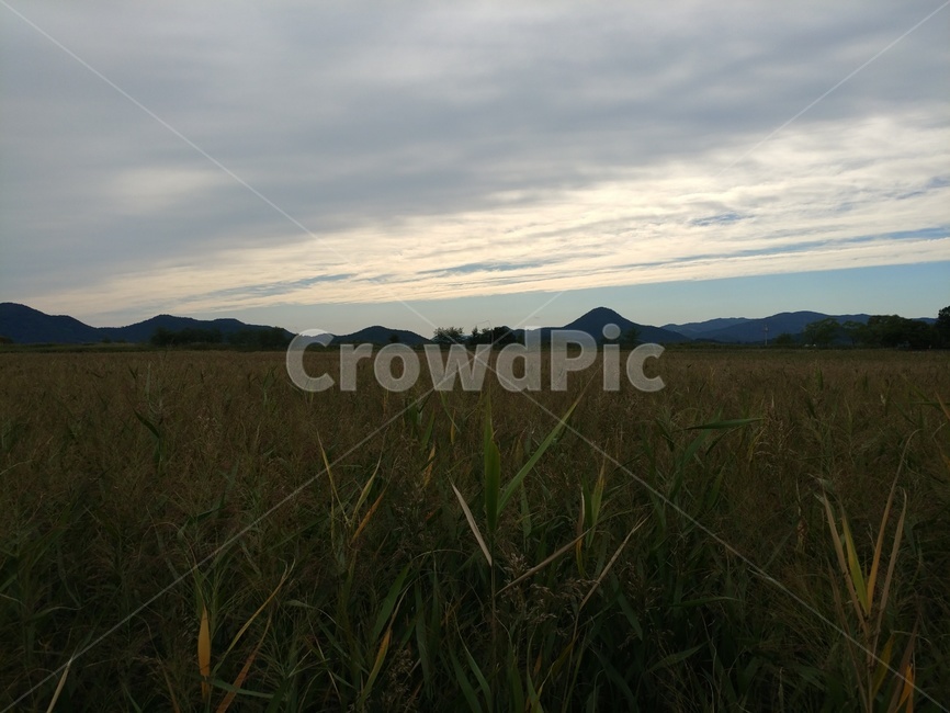 갈대,들판,가을,벼,구름,자연,풍경,nature,landscape,outdoors,옥외