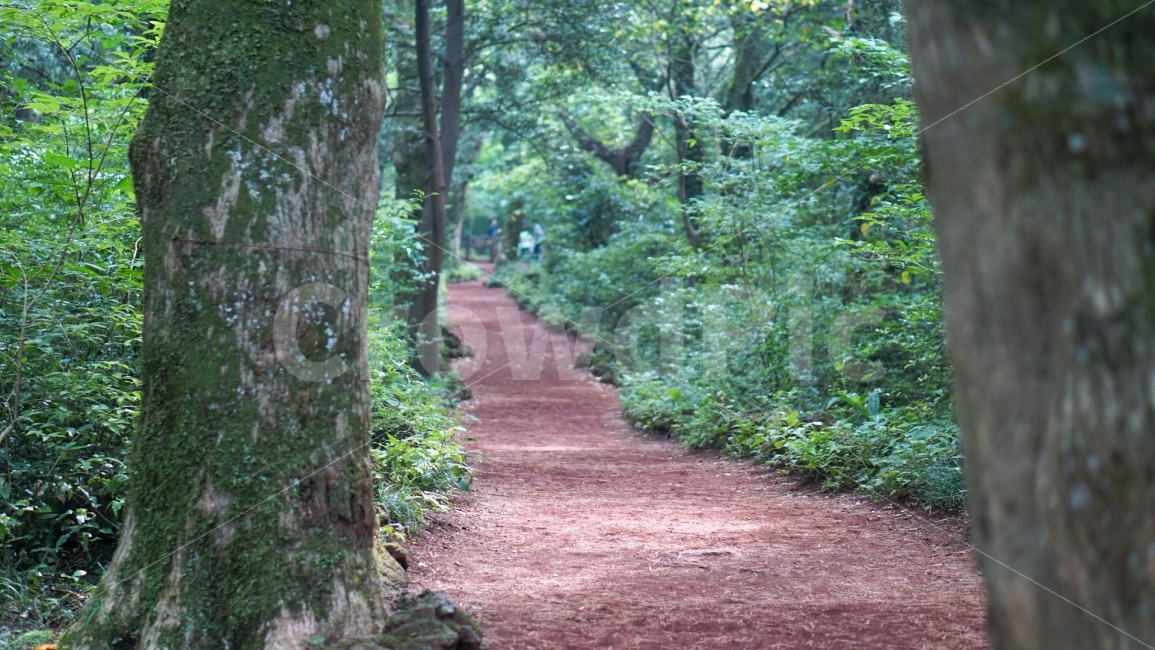 여행,travel,여행사진,국내여행,혼자여행,사진,배경사진,배경,이쁜사진,색감,색감좋은사진,제주도,제주도여행,제주,비자림,비자나무,숲,숲길,오솔길,자연,풍경,nature,landscape,path,통로