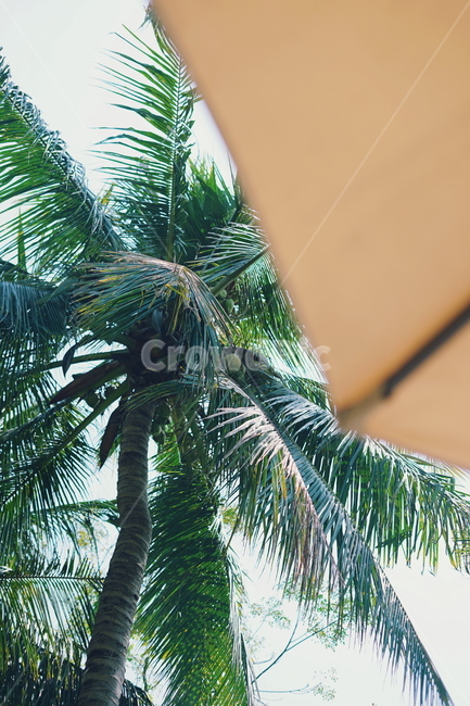 야자수,야자,palm,palmtree,하늘,sky,자연,nature,여름,summer,hot,hotweather,동남아,발리,bali,휴가,vacation,파라솔,parasol,햇살,sunshine