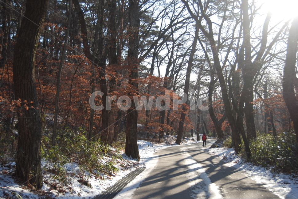 자연,nature,산,mountian,휴양지,자연,풍경,nature,landscape,사람,인물,인간,human,person,tree,나무,plant,식물,tree trunk,나무 줄기