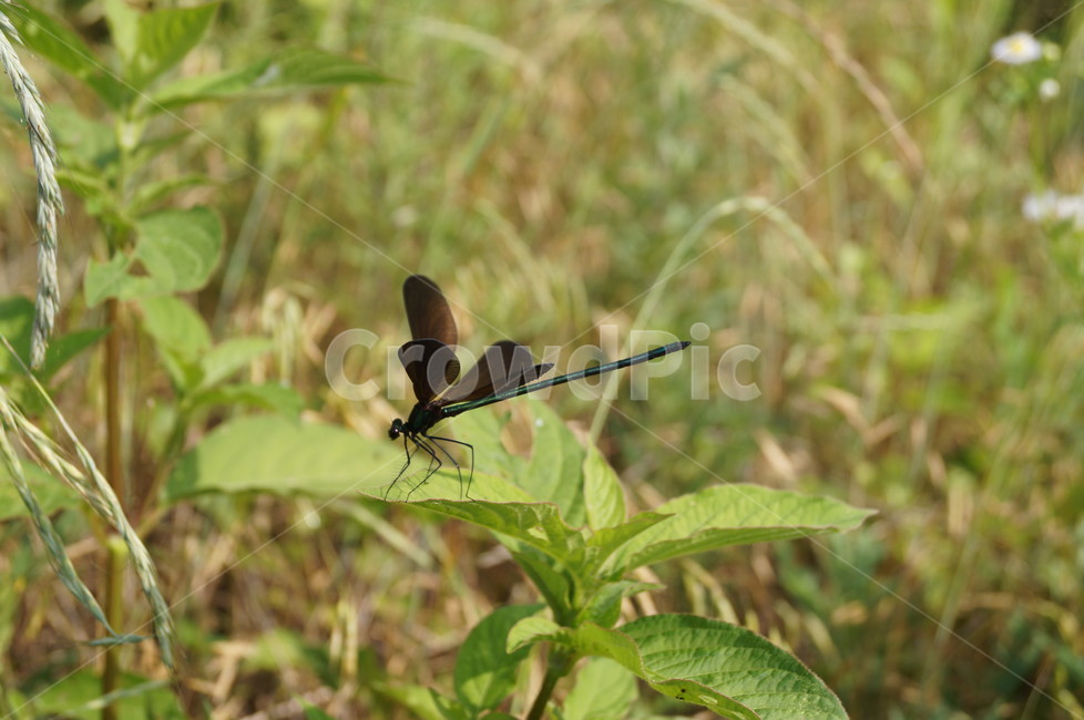 잠자리,물잠자리,실잠자리,검은물잠자리,곤충,팔랑팔랑,동물,animal,곤충,벌레,insect,bug