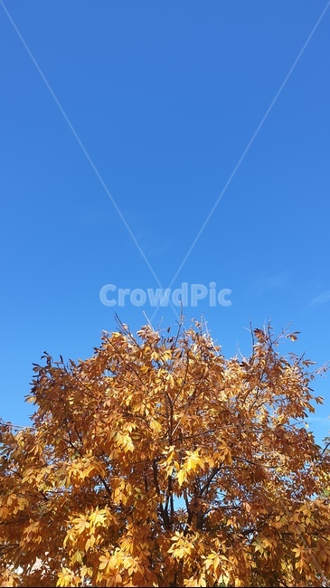plant,식물,tree,나무,단풍,단풍나무,하늘,sky,가을,가을,계절,fall,autumn,season