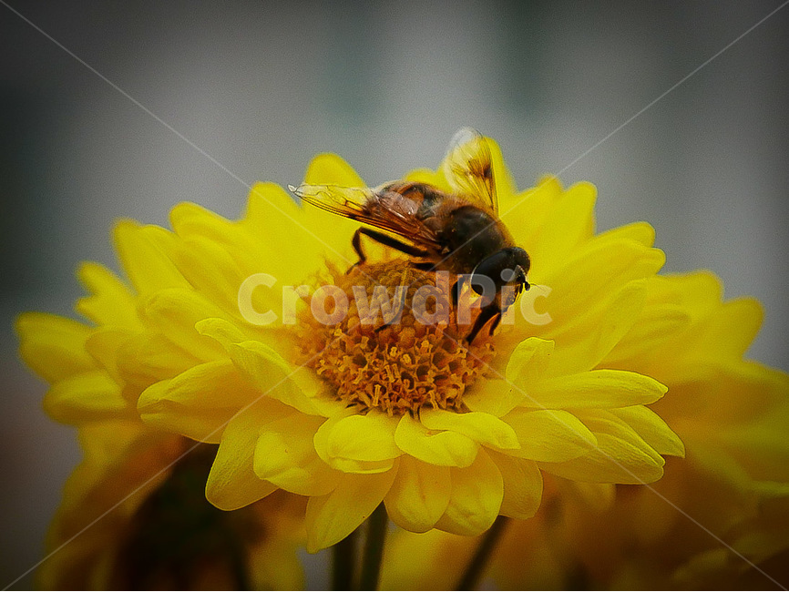 벌,꽃과벌,꿀물,꿀벌,노란꽃,생물,관찰,곤충,식물,자연,plants,nature,꽃,flower,곤충,벌레,insect,bug