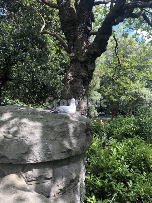 나무,그림자,갈매기,새,동물,tree,shadow,seagull,bird,animal