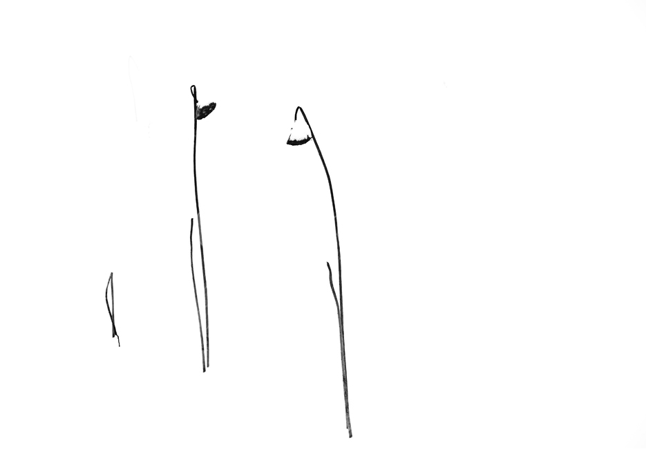 연,겨울,흰눈,연씨방,연밭,겨울,계절,winter,season,식물,자연,plants,nature,꽃,flower,흑백,모노톤,monochrome,black and white