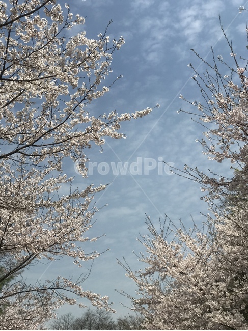 봄하늘,꽃하늘,휴식,안식,설레임