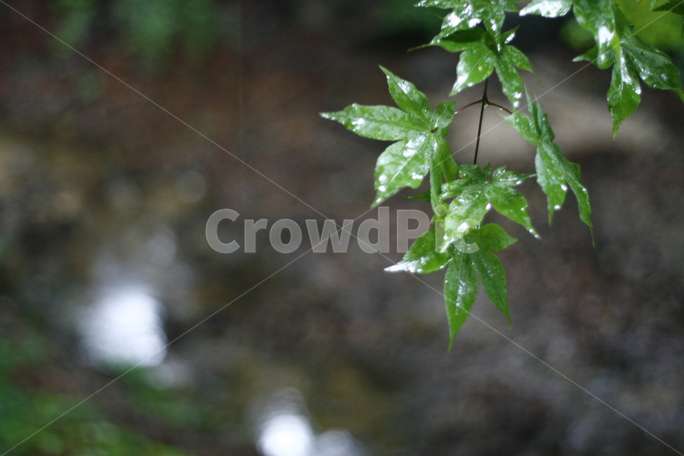 plant,식물,leaf,잎,tree,나무,빛