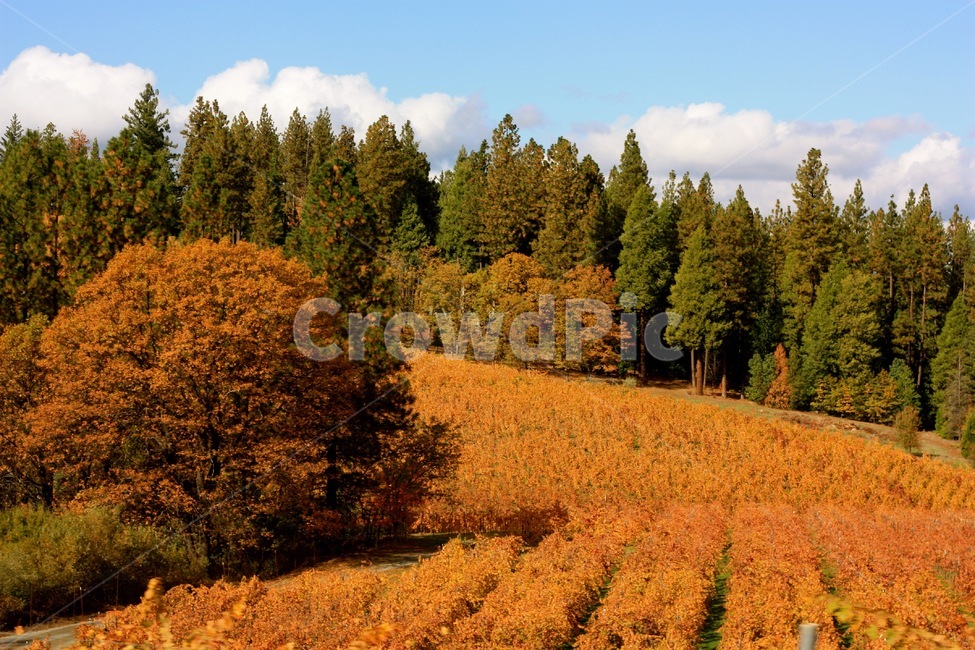 가을,단풍,fall,숲,나무,도로,공원,가을하늘,가을,계절,fall,autumn,season,자연,풍경,nature,landscape,tree,plant,식물,fir,전나무,conifer,구과 식물